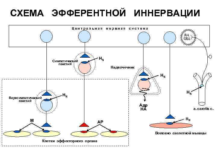  СХЕМА ЭФФЕРЕНТНОЙ ИННЕРВАЦИИ Ц е н т р а л ь н а