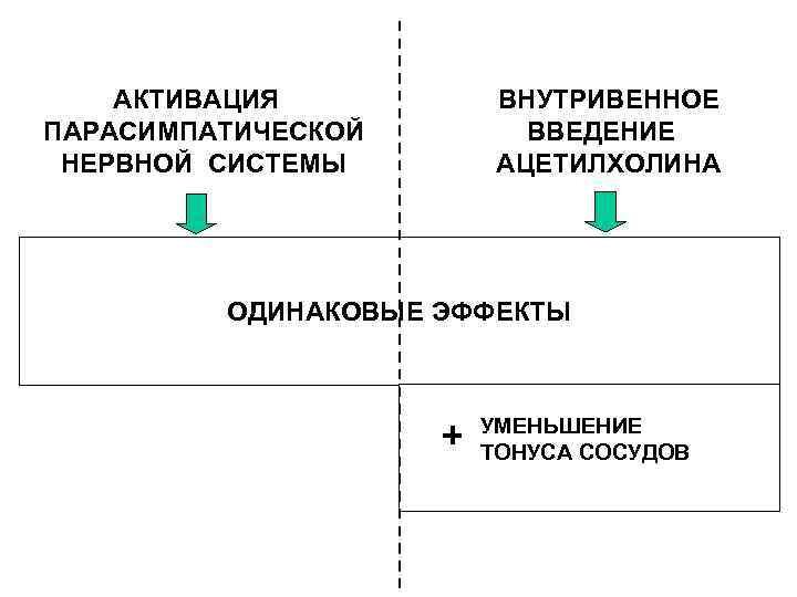 АКТИВАЦИЯ ПАРАСИМПАТИЧЕСКОЙ НЕРВНОЙ СИСТЕМЫ ВНУТРИВЕННОЕ ВВЕДЕНИЕ АЦЕТИЛХОЛИНА ОДИНАКОВЫЕ ЭФФЕКТЫ + УМЕНЬШЕНИЕ ТОНУСА СОСУДОВ 