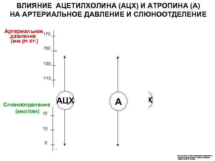 ВЛИЯНИЕ АЦЕТИЛХОЛИНА (АЦХ) И АТРОПИНА (А) НА АРТЕРИАЛЬНОЕ ДАВЛЕНИЕ И СЛЮНООТДЕЛЕНИЕ Артериальное 170 давление
