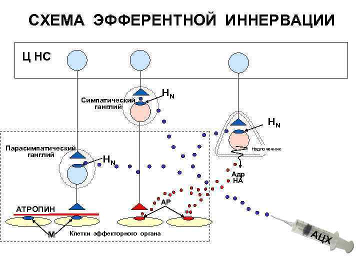  СХЕМА ЭФФЕРЕНТНОЙ ИННЕРВАЦИИ Ц НС Симпатический ганглий НN НN Парасимпатический ганглий Надпочечник НN
