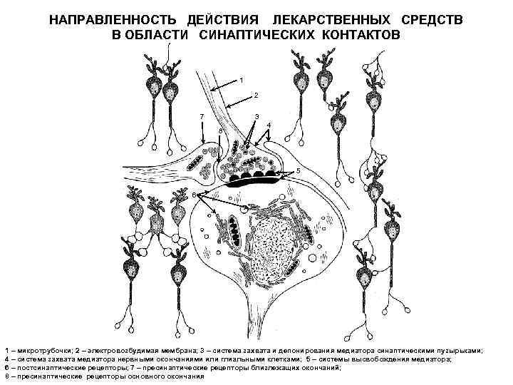 НАПРАВЛЕННОСТЬ ДЕЙСТВИЯ ЛЕКАРСТВЕННЫХ СРЕДСТВ В ОБЛАСТИ СИНАПТИЧЕСКИХ КОНТАКТОВ 1 2 7 3 8 4