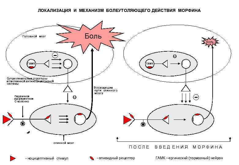 Механизм Действия Анальгетика