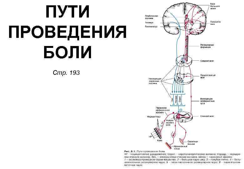 ПУТИ ПРОВЕДЕНИЯ БОЛИ Стр. 193 