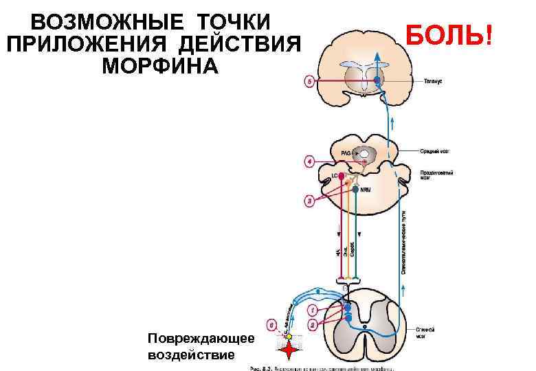 ВОЗМОЖНЫЕ ТОЧКИ ПРИЛОЖЕНИЯ ДЕЙСТВИЯ МОРФИНА Повреждающее воздействие БОЛЬ! 