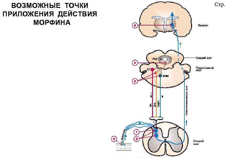 ВОЗМОЖНЫЕ ТОЧКИ ПРИЛОЖЕНИЯ ДЕЙСТВИЯ МОРФИНА Стр. 