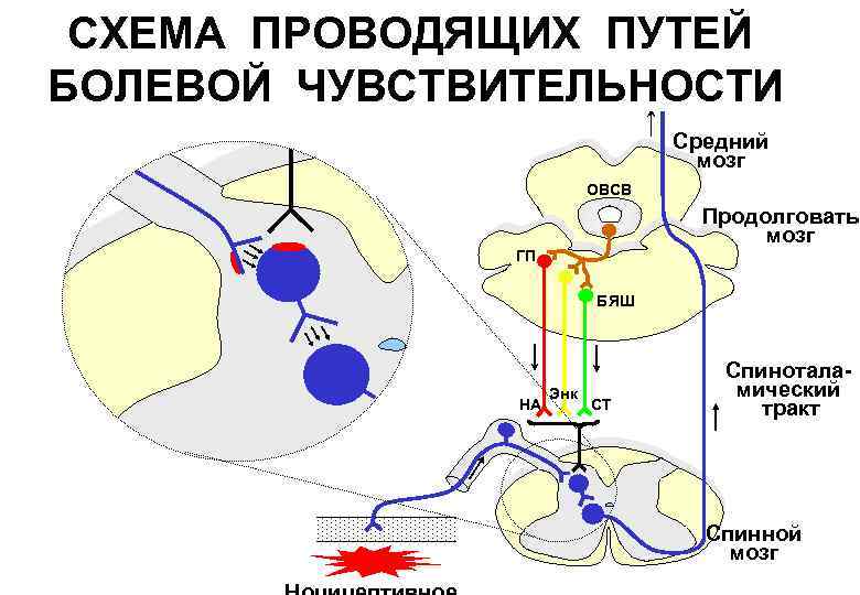 Блок схема проводящих путей температурной чувствительности