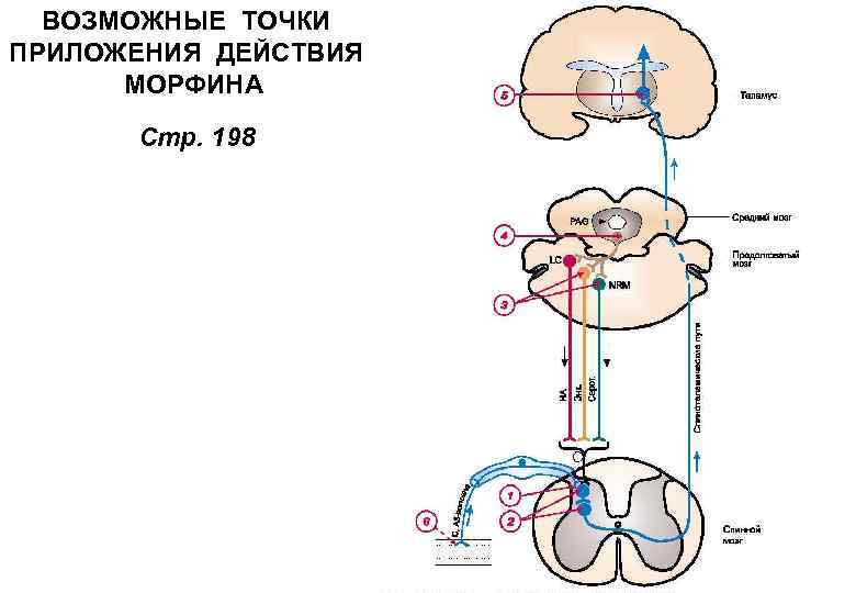 Точка возможный. Центральные эффекты морфина. Точки приложения анальгетиков. Механизм анальгезирующего действия морфина связан с. Точки приложения действия и эффекты у морфина.