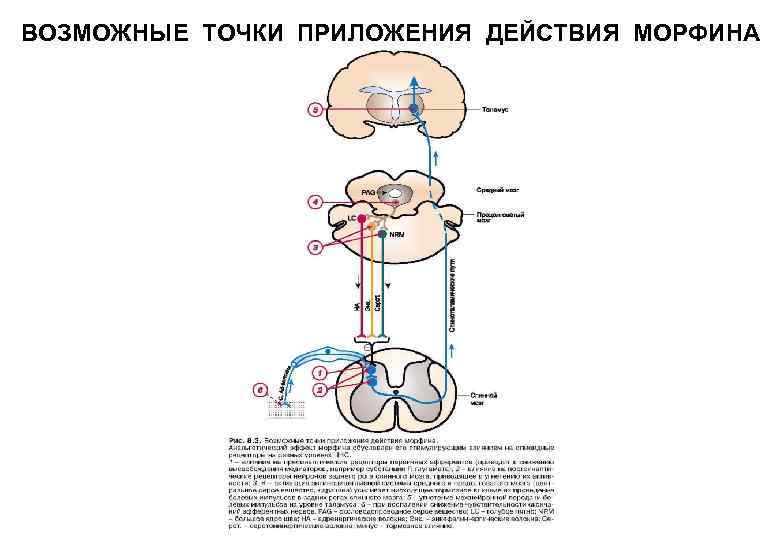 Точка возможный. Механизм действия болеутоляющих средств схема. Точки приложения ненаркотических анальгетиков. Механизм действия морфина схема. Возможные точки приложения действия морфина.