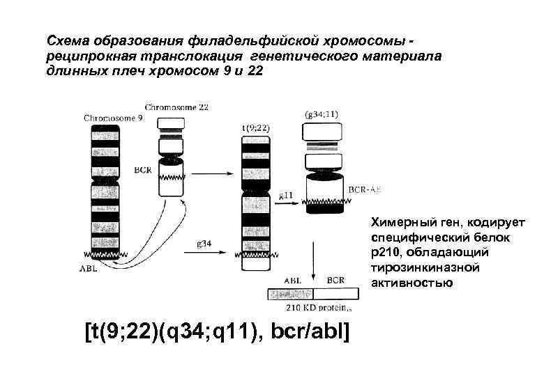 Схема генетического ряда fe h2 hcl