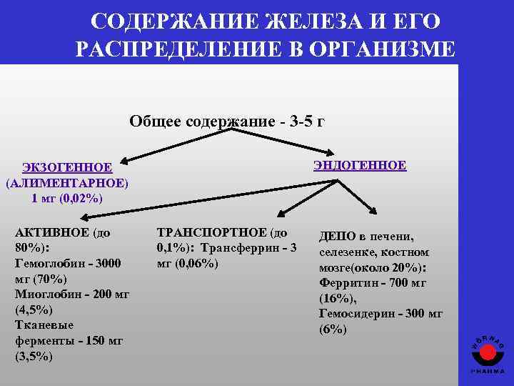 СОДЕРЖАНИЕ ЖЕЛЕЗА И ЕГО РАСПРЕДЕЛЕНИЕ В ОРГАНИЗМЕ Общее содержание - 3 -5 г ЭНДОГЕННОЕ