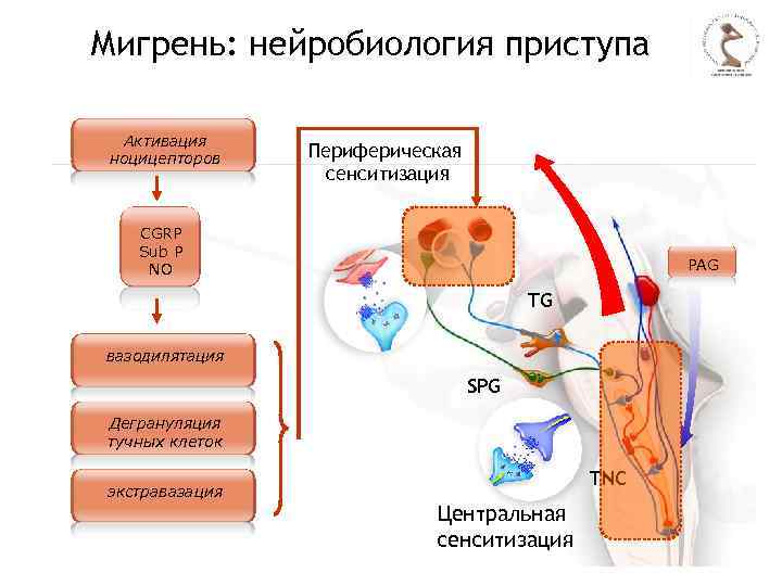 Мигрень: нейробиология приступа Активация ноцицепторов Периферическая сенситизация CGRP Sub P NO PAG TG вазодилятация