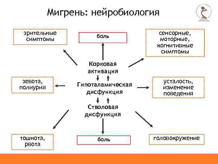 Мигрень: нейробиология зрительные симптомы боль сенсорные, моторные, когнитивные симптомы Корковая активация зевота, полиурия Гипоталамическая