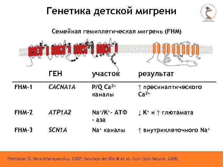 Генетика детской мигрени Семейная гемиплегическая мигрень (FHM) ГЕН участок результат FHM-1 CACNA 1 A