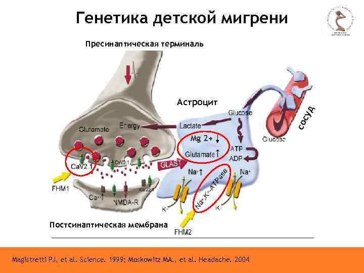 Генетика детской мигрени Пресинаптическая терминаль сос уд Астроцит Mg 2+ Постсинаптическая мембрана Magistretti PJ,