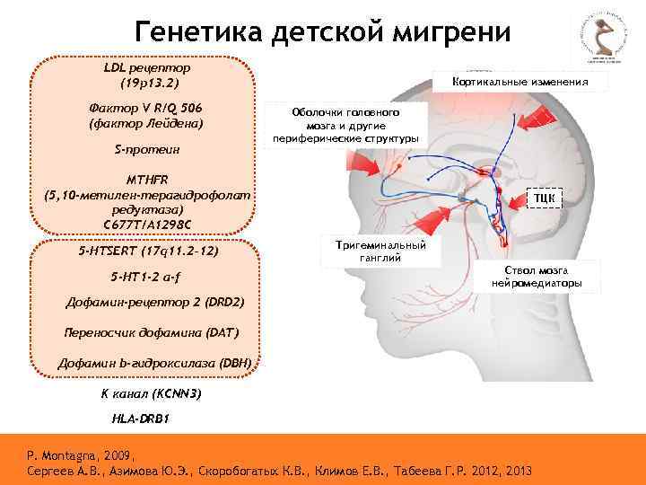 Генетика детской мигрени LDL рецептор (19 p 13. 2) Фактор V R/Q 506 (фактор