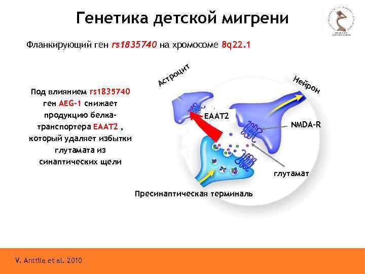 Генетика детской мигрени Фланкирующий ген rs 1835740 на хромосоме 8 q 22. 1 т