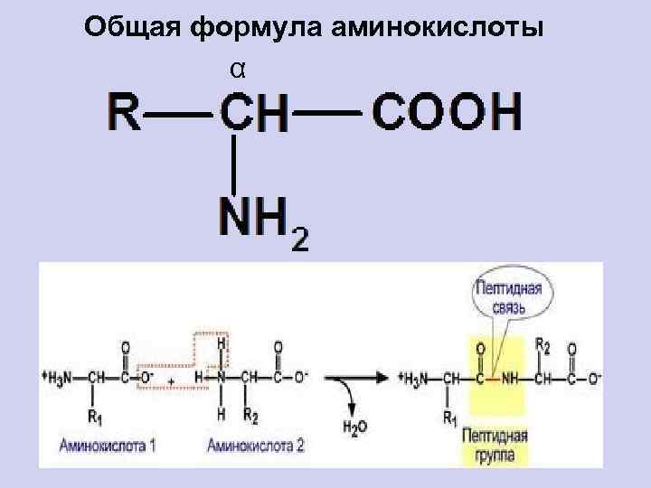 Общая формула аминокислоты α 