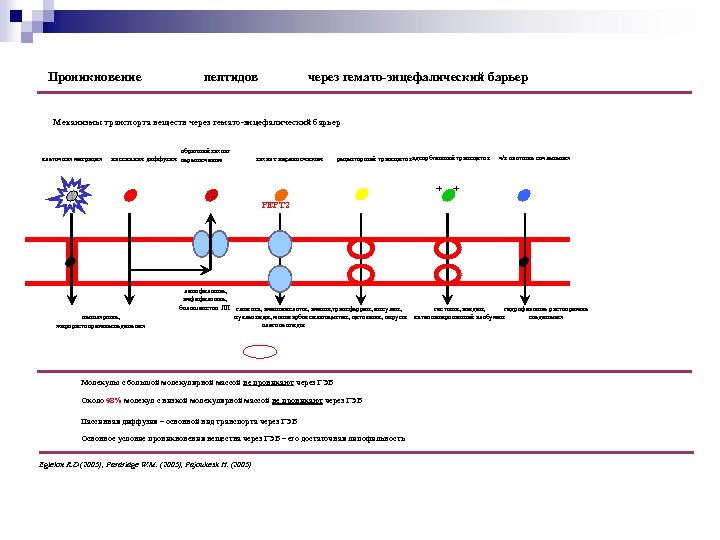 Проникновение пептидов через гемато-энцефалический барьер Механизмы транспорта веществ через гемато-энцефалический барьер клеточная миграция обратный