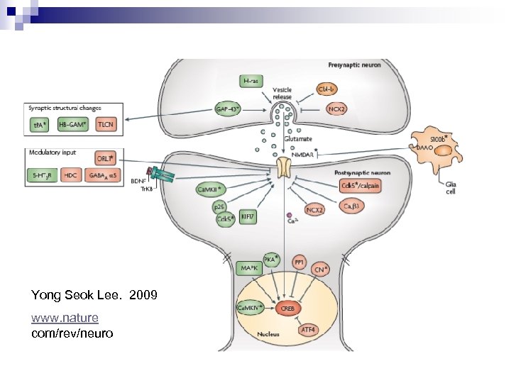 Yong Seok Lee. 2009 www. nature com/rev/neuro 