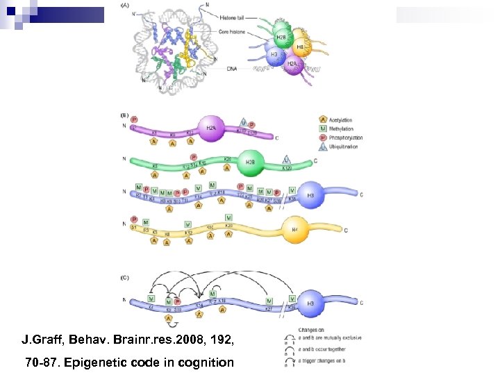J. Graff, Behav. Brainr. res. 2008, 192, 70 -87. Epigenetic code in cognition 