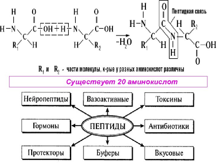  Существует 20 аминокислот 