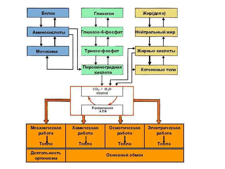 Белки Аминокислоты Мочевина Жир(депо) Гликоген Глюкозо-6 -фосфат Нейтральный жир Триозо-фосфат Жирные кислоты Пировиноградная кислота