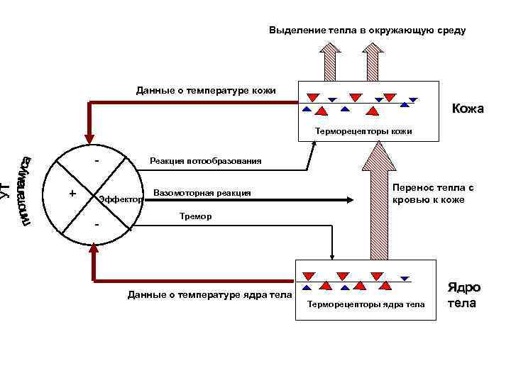 Выделение тепла в окружающую среду Данные о температуре кожи Кожа Терморецепторы кожи + Реакция