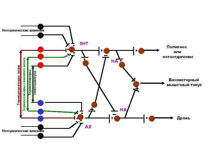 Нетермические влияния 5 НТ + + Полипное или потоотделение + НА + Термосенсоры гипоталамуса