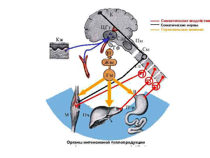 Симпатические воздействия Соматические нервы Гормональные влияния Органы интенсивной теплопродукции 