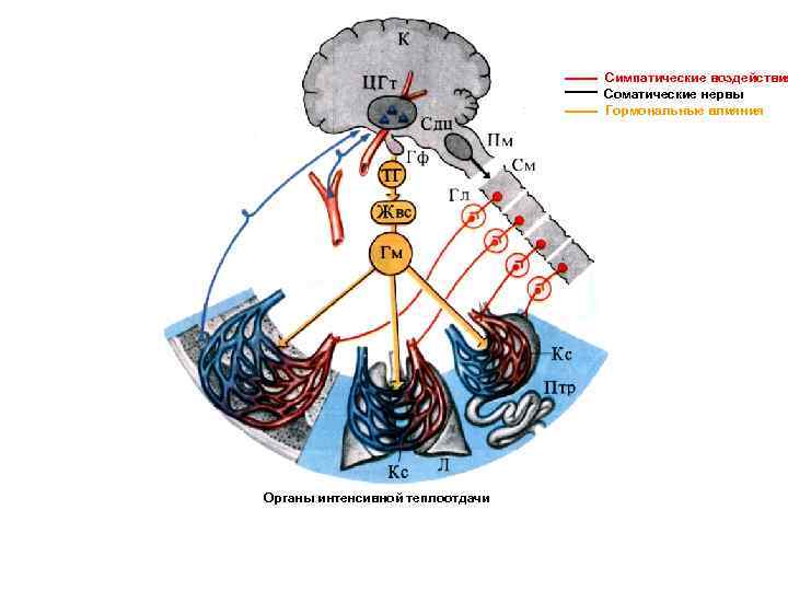 Симпатические воздействия Соматические нервы Гормональные влияния Органы интенсивной теплоотдачи 