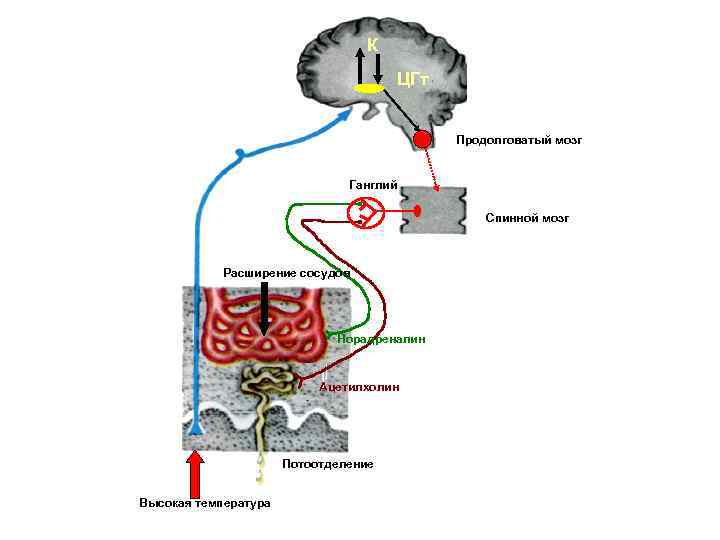 К ЦГт Продолговатый мозг Ганглий Спинной мозг Расширение сосудов Норадреналин Ацетилхолин Потоотделение Высокая температура