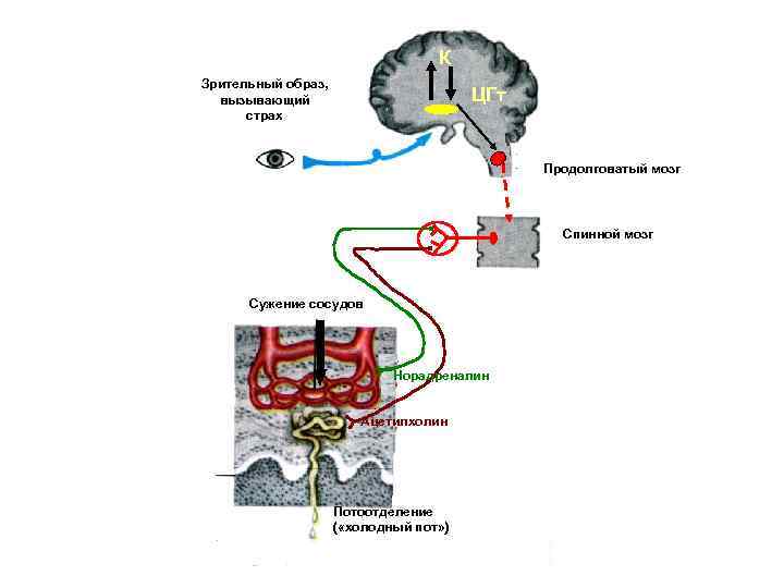 К Зрительный образ, вызывающий страх ЦГт Продолговатый мозг Спинной мозг Сужение сосудов Норадреналин Ацетилхолин