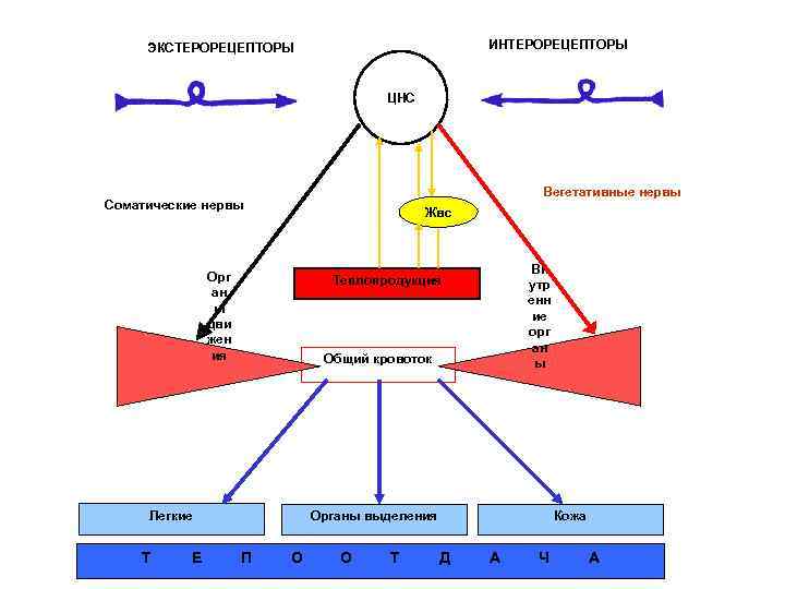 ИНТЕРОРЕЦЕПТОРЫ ЭКСТЕРОРЕЦЕПТОРЫ ЦНС Вегетативные нервы Соматические нервы Жвс Орг ан ы дви жен ия