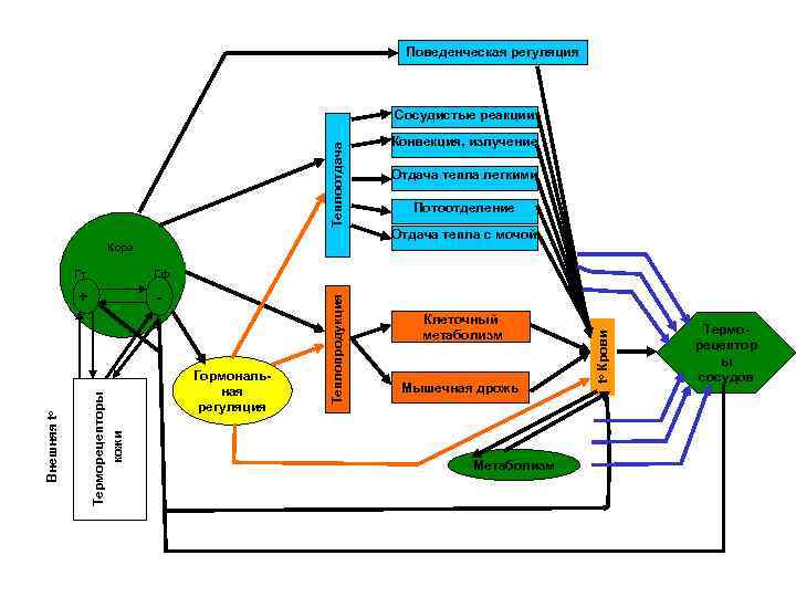 Поведенческая регуляция Теплоотдача Сосудистые реакции Кора Потоотделение Отдача тепла с мочой Клеточный метаболизм Мышечная