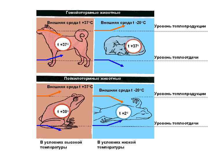Гомойотермные животные Внешняя среда t +37 о. С Внешняя среда t -20 о. С