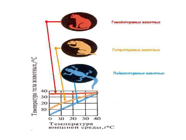 Гомойотермные животные Гетеротермные животные Пойкилотермные животные 