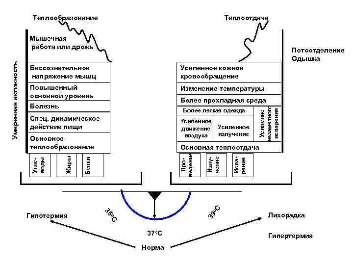 Теплообразование Теплоотдача Потоотделение Одышка Бессознательное напряжение мышц Усиленное кожное кровообращение Повышенный основной уровень Изменение