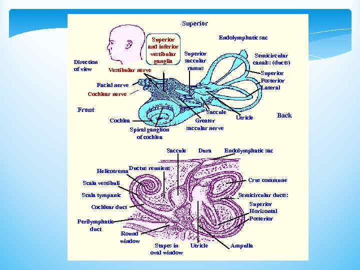 Superior Direction of view Superior and inferior vestibular Superior saccular ganglia ramus Vestibular nerve
