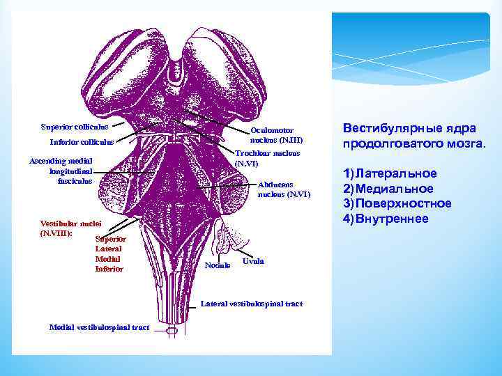 Superior colliculus Oculomotor nucleus (N. III) Inferior colliculus Trochlear nucleus (N. VI) Ascending medial