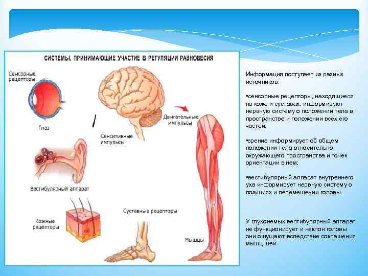 Информация поступает из разных источников: • сенсорные рецепторы, находящиеся на коже и суставах, информируют