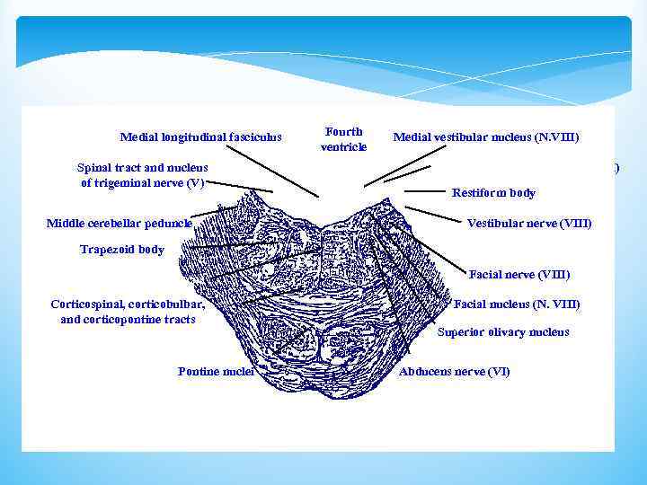 Medial longitudinal fasciculus Spinal tract and nucleus of trigeminal nerve (V) Middle cerebellar peduncle