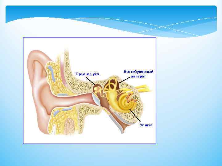 Орган слуха и вестибулярный аппарат. Среднее ухо вестибулярный аппарат. Вестибулярный аппарат внутреннего уха. Ухо вестибулярный аппарат. Строение ухо и вестибулярный аппарат.