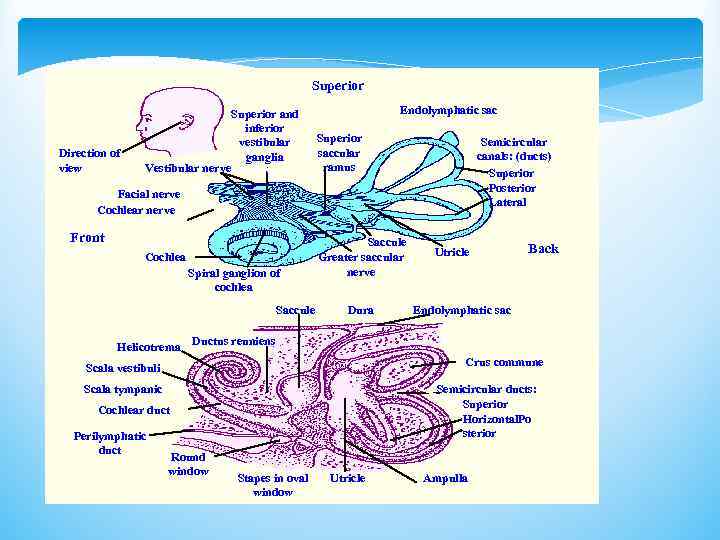 Superior Direction of view Vestibular nerve Superior and inferior vestibular ganglia Endolymphatic sac Superior