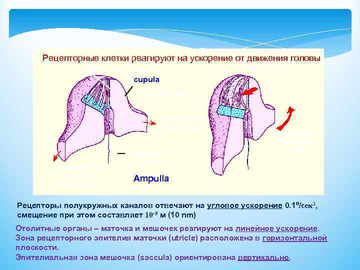 B A Рецепторные клетки реагируют на ускорение от движения головы Force exerted by Cupul