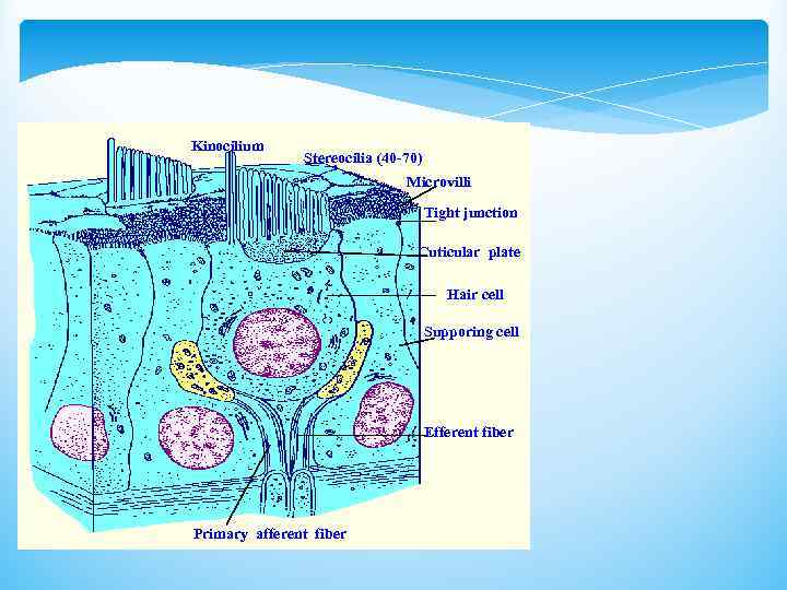 Kinocilium Stereocilia (40 -70) Microvilli Tight junction Cuticular plate Hair cell Supporing cell Efferent