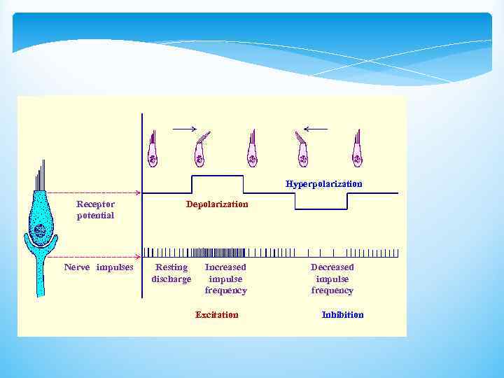 Hyperpolarization Receptor potential Nerve impulses Depolarization Resting discharge Increased impulse frequency Excitation Decreased impulse