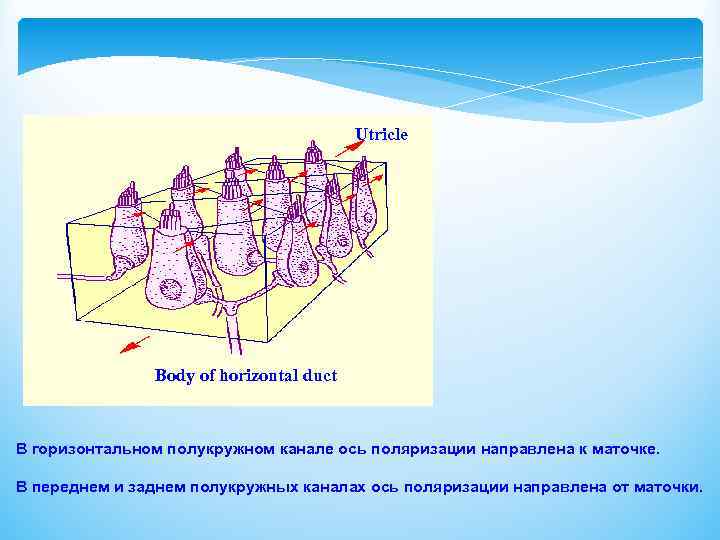 Utricle Body of horizontal duct В горизонтальном полукружном канале ось поляризации направлена к маточке.