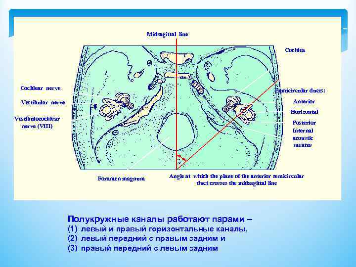 Midsagittal line Cochlear nerve Semicircular ducts: Anterior Vestibular nerve Horizontal Vestibulocochlear nerve (VIII) Posterior