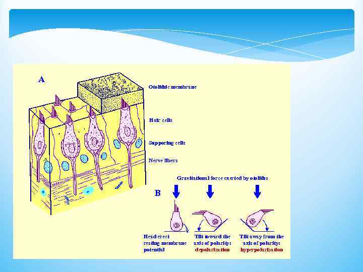 A Otolithic membrane Hair cells Supporing cells Nerve fibers Gravitational force exerted by otoliths