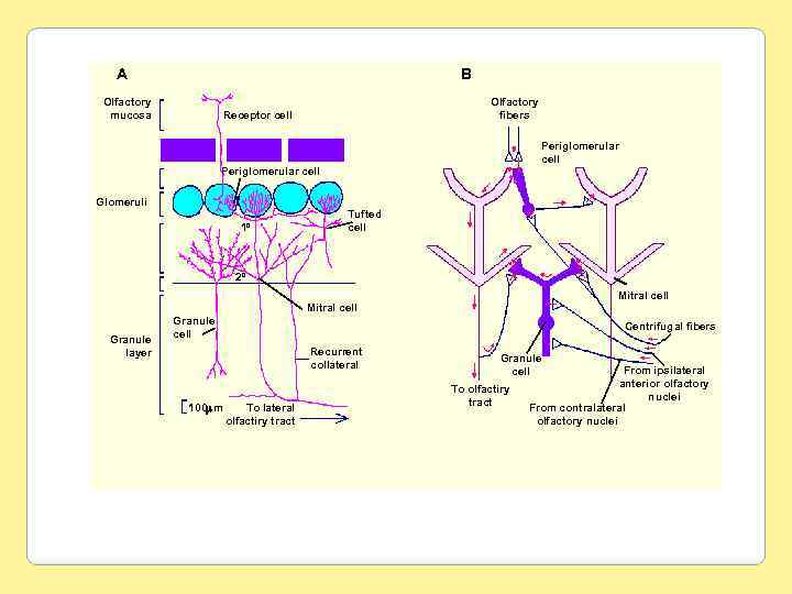 A B Olfactory mucosa Olfactory fibers Receptor cell Periglomerular cell Glomeruli 1º Tufted cell